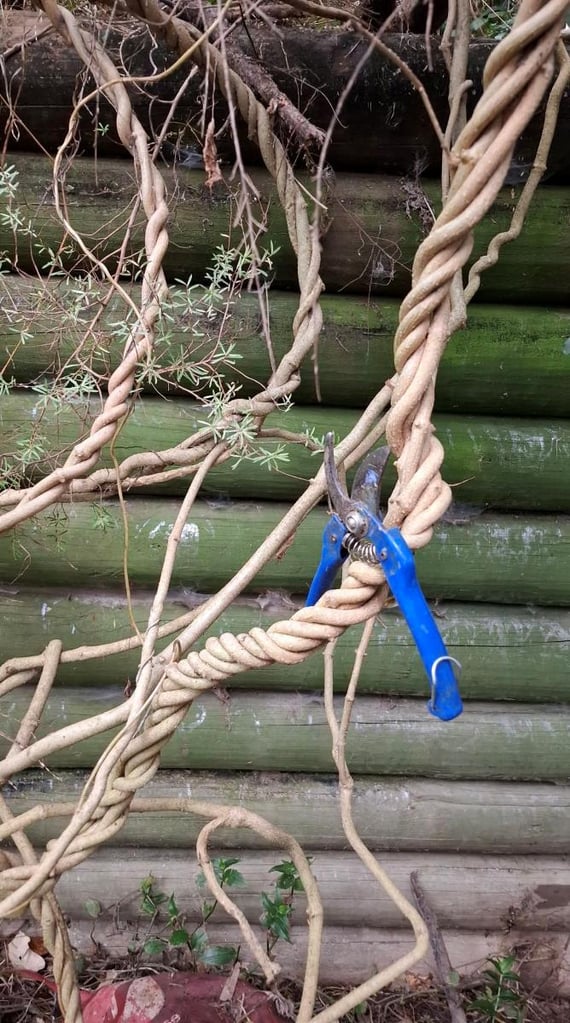 A long, thick vine coiled in a large loop ready to be cut with shears