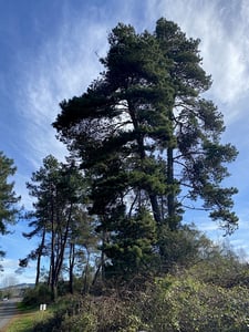 Enormous Pine Tree in New Zealand