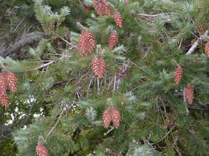 Wilding Pine - Douglas Fir in NZ