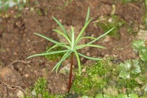 A small Wilding Pine Douglas Fir sapling