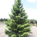 Wilding Pine - Douglas Fir a weed in New Zealand