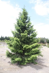 Wilding Pine - Douglas Fir a weed in New Zealand