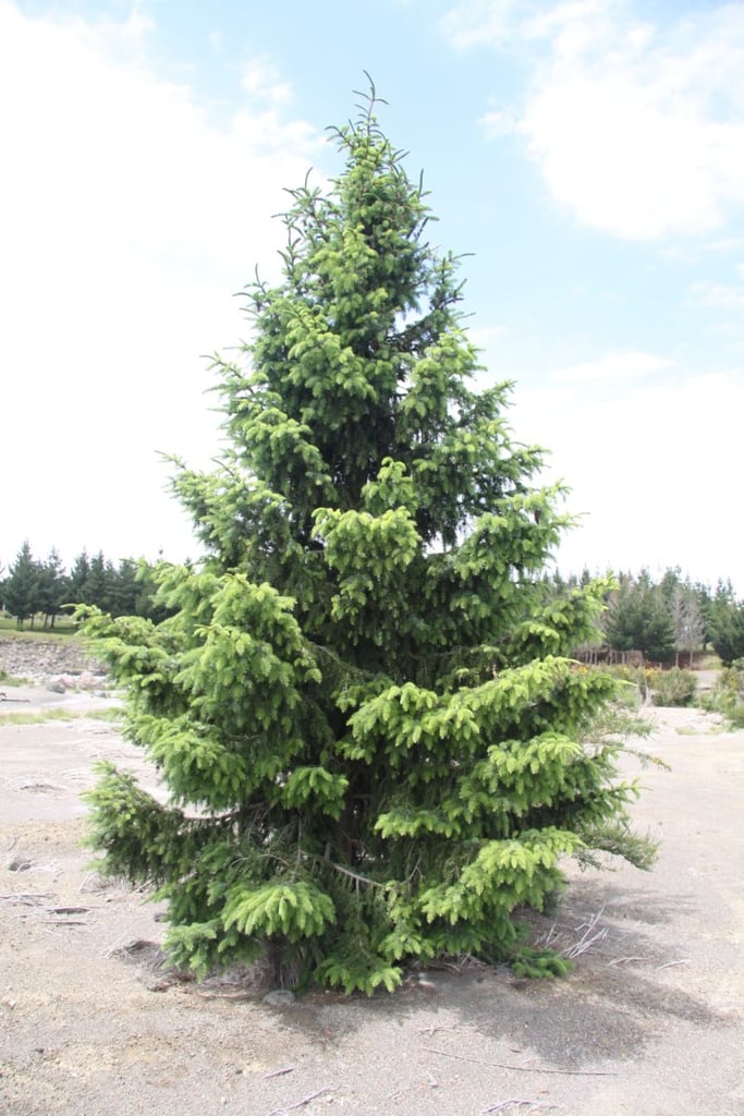 Wilding Pine - Douglas Fir a weed in New Zealand