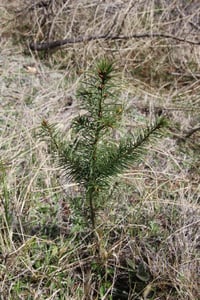 Wilding Pine Douglas Fir small tree growing in grasslands