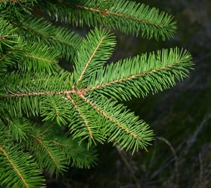Wilding Pine branch close up