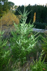 Self seeded Wilding Pine growing on the side of the road.