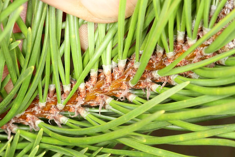 Wild pine needles close up photo