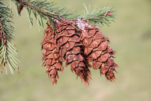 Wild Pine cones hanging on a branch