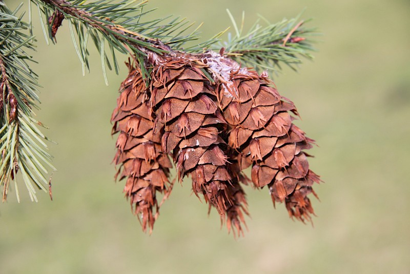 Wild Pine cones hanging on a branch