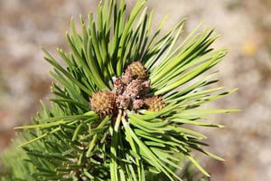 Wild Pine needles and cones sitting on a branch