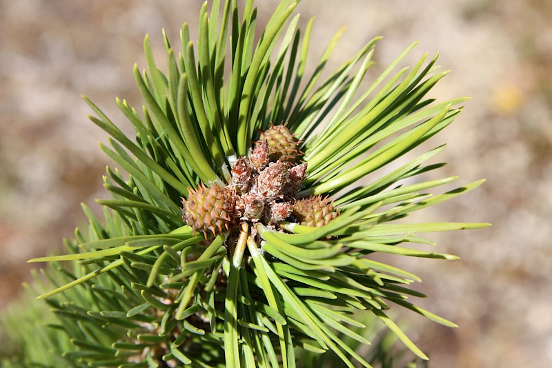 Wild Pine needles and cones sitting on a branch