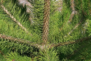 Wilding Pine Tree pine needles identification