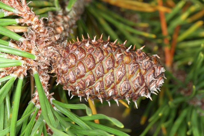 Pinus Contorta needles and cones close up shot