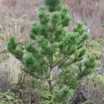 New Zealand tussock land being invaded by Wild Pine trees