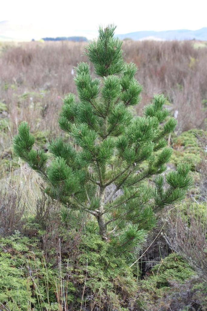 New Zealand tussock land being invaded by Wild Pine trees