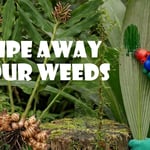a person using a weed gel on Palm Grass