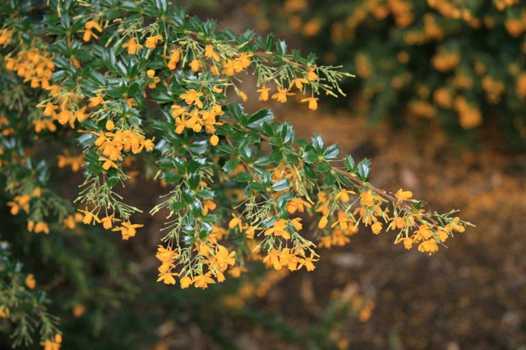 Darwin's barberry