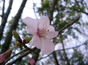 Close-up of a single pale pink Japanese cherry flower