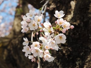 Clusters of white Japanese cherry blossom in front of a dark tree trunk