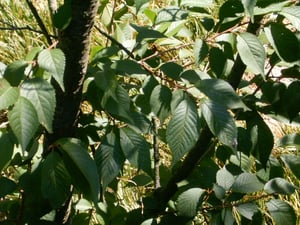 Green summer leaves of a Japanese cherry tree with toothed edges