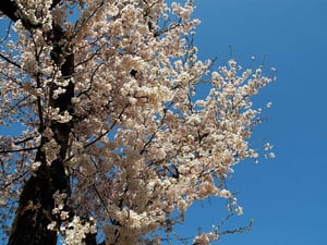 Mature Japanese cherry tree covered in pale blossom against a blue sky