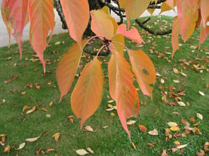 Japanese cherry leaves turning orange in autumn, showing pointed tips and toothed edges
