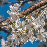 White Japanese cherry blossom clusters on a branch against blue sky