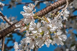 White Japanese cherry blossom clusters on a branch against blue sky