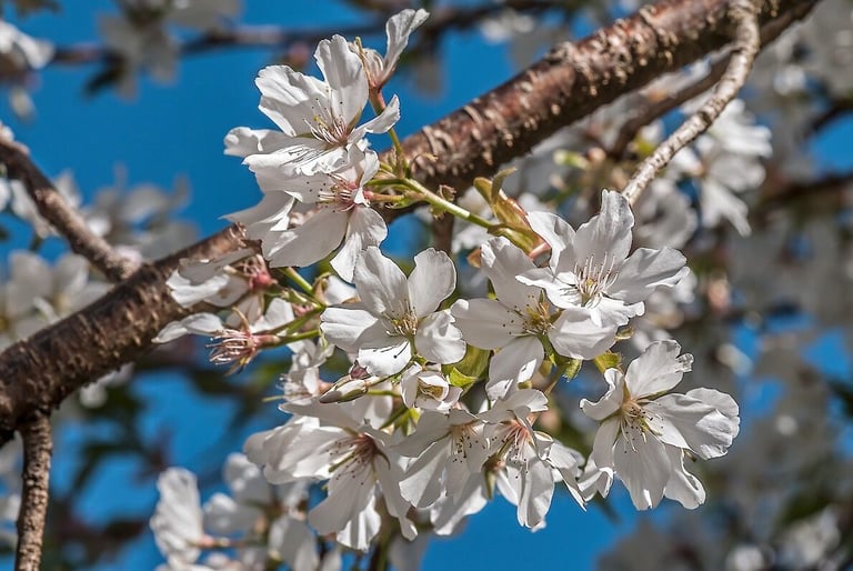 White Japanese cherry blossom clusters on a branch against blue sky