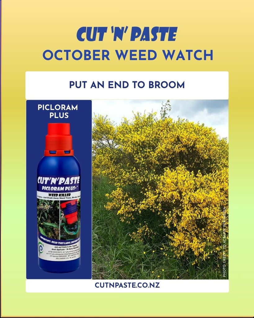 An image showing a Broom weed plant