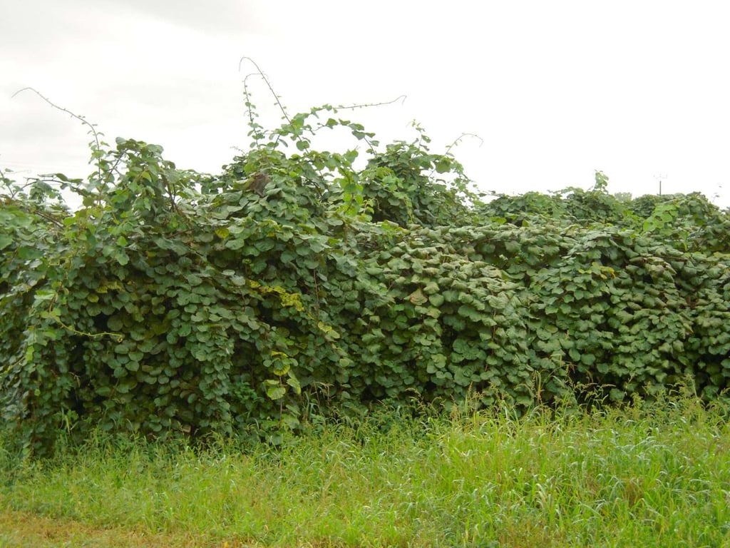 Wilding Kiwifruit vines on the roadside