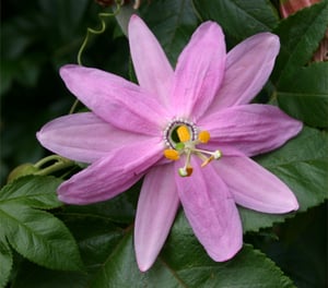 Close-up of an open pink banana passionfruit flower
