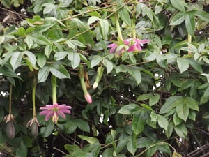 Banana passionfruit foliage with scattered pink flowers