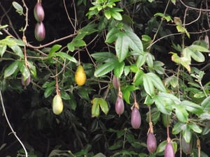 Green banana-shaped passionfruit hanging from a climbing vine