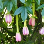 Banana passionfruit vine with long-tubed pink flowers hanging beneath three-lobed leaves