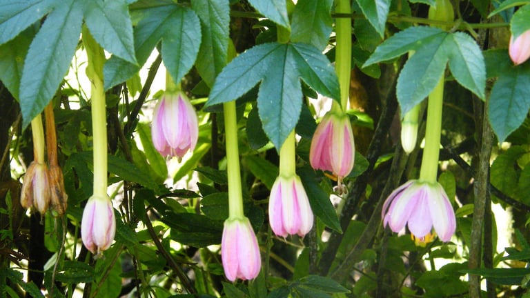 Banana passionfruit vine with long-tubed pink flowers hanging beneath three-lobed leaves