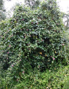 Tree completely covered by a banana passionfruit vine