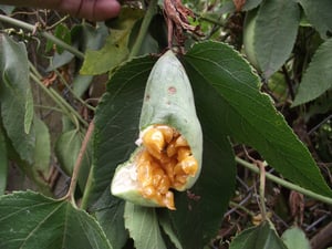 Split banana passionfruit showing orange pulp and seeds among leaves