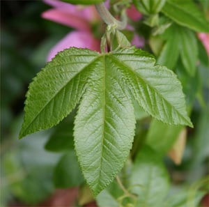 Three-lobed toothed leaf of banana passionfruit with a pink flower behind