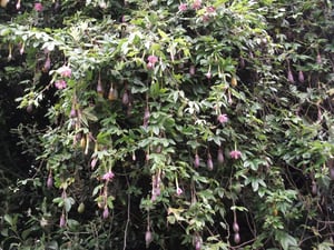Dense curtain of banana passionfruit vine hanging over bush