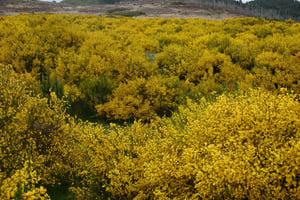 Dense thicket of broom (Cytisus scoparius) covered in bright yellow flowers