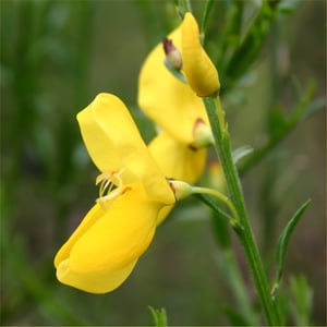 Close-up of golden-yellow pea-shaped broom flowers