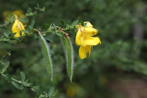 Yellow broom flowers and small three-part leaves along a green stem