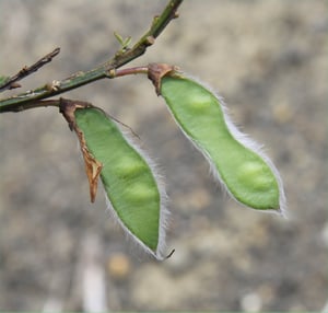 Flat green broom seed pods with hairy edges hanging from a stem