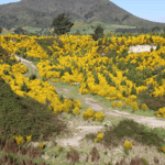 Hillside covered in flowering yellow broom shrubs (Cytisus scoparius) in New Zealand