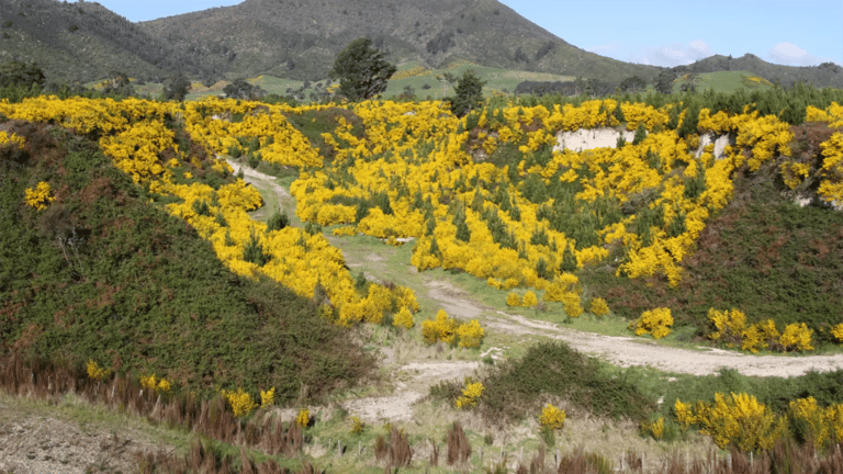 Hillside covered in flowering yellow broom shrubs (Cytisus scoparius) in New Zealand