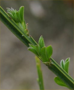 Close-up of a ridged green broom stem with small leaves