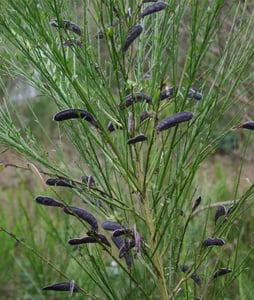 Broom stems covered in ripe black seed pods ready to burst