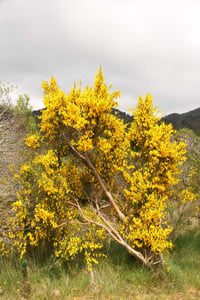 Single upright broom shrub covered in yellow pea-shaped flowers