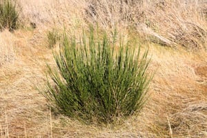 Young bushy broom plant growing among dry tussock grassland